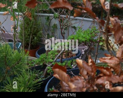 Bonsai sorvernò nel Regno Unito Foto Stock