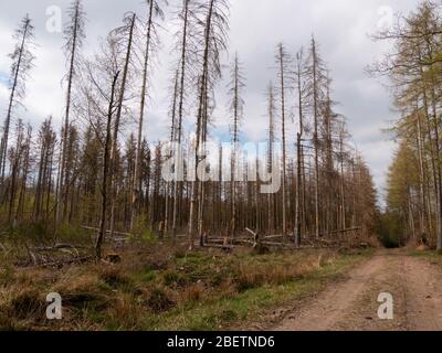 Un sentiero forestale conduce attraverso un'abeti distrutta da coleotteri di corteccia in una foresta nell'Eifel, NRW, Germania. Foto Stock