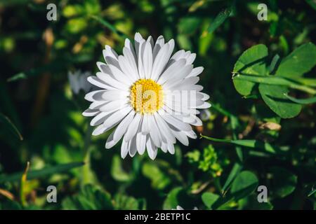 Daisy fiore macro shot Foto Stock