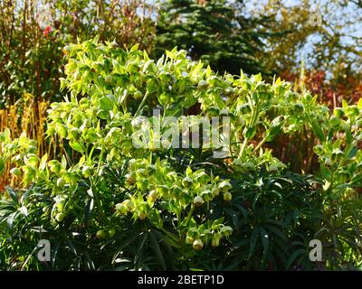 Helleborus foetidus, in puzzolente, ha dato un grumo di fiori verdi di calce in primavera Foto Stock