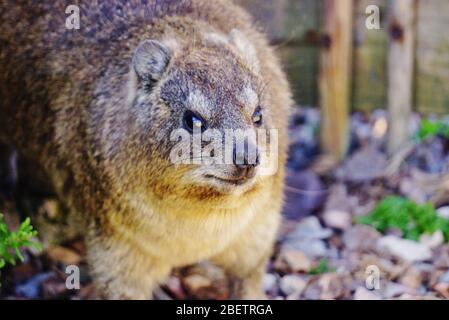 Ritratto di una roccia Hyrax, detto 'Dassie' scivolando attraverso un muro. Foto scattata vicino a Boulders Beach vicino a Città del Capo in Sud Africa. Foto Stock