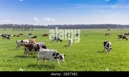 Mandria di vacche Holstein sulle colline di Gaasterland, Olanda Foto Stock