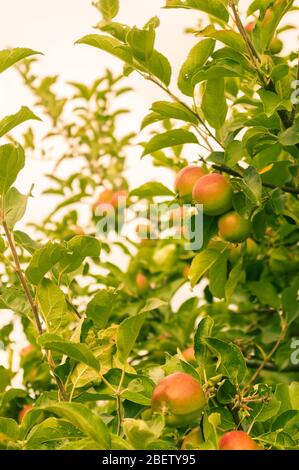 Mele verdi e rosse all'albero in controluce selettivo fuoco Foto Stock