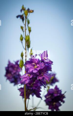 Delphinium delphinium in viola con fiori aperti e boccioli chiusi contro un cielo blu nuvoloso e luminoso con nitidezza selettiva Foto Stock