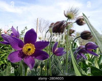 Nahaufnahme von blühenden Pulsatille vulgaris, der europäischen oder gewöhnlichen Küchenschelle, Weilerswist, Nordrhein-Westfalen, Deutschland Foto Stock