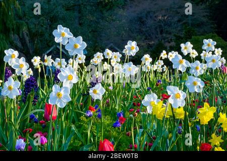 Aiuolo di primavera Foto Stock