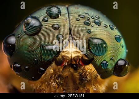 Horse fly da vicino macro fotografia estrema Foto Stock