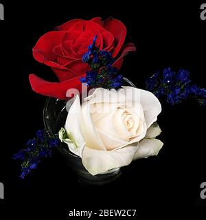 Rose rosse e bianche con piccoli fiori di violetta su sfondo nero Foto Stock