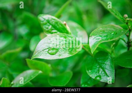 Foglie verdi giovani di una pianta in gocce di acqua di dew. Su fogliame di arbusto dopo rain. Primo piano di struttura di fogliame. Foto Stock