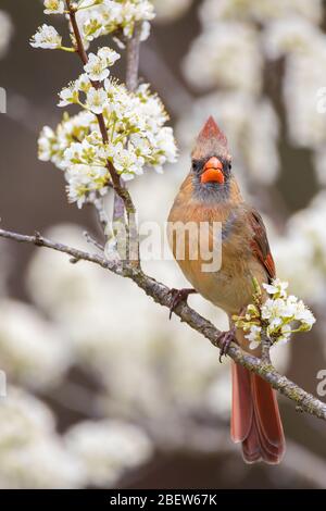 un cardinale settentrionale arroccato in un albero di prugna. Foto Stock