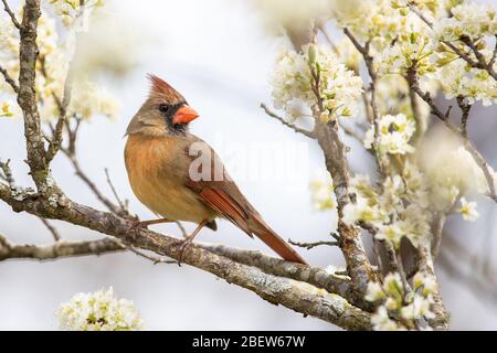 un cardinale settentrionale arroccato in un albero di prugna. Foto Stock