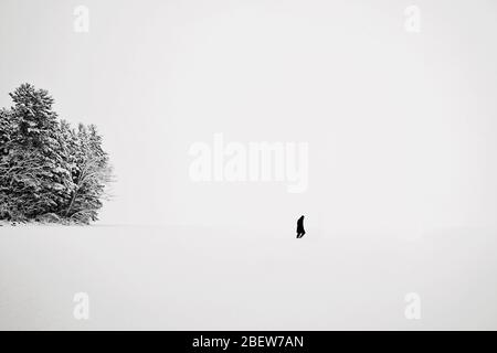 figura di lone che cammina attraverso il lago ghiacciato in tempesta di neve con gli alberi Foto Stock