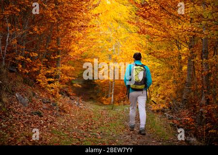 Donna che cammina attraverso una foresta spettacolare in autunno Foto Stock