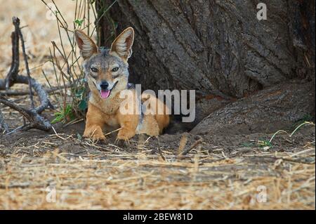 Femmina nera-backed Jackal custodendo il suo den Foto Stock