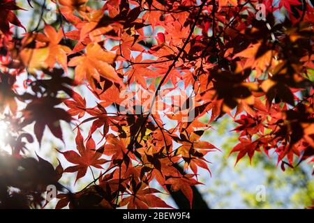 Guardando da sotto un albero di acero rosso in una giornata di sole, mentre il sole illumina le foglie trasparenti che li rendono incandescenti come la luce filtra attraverso Foto Stock