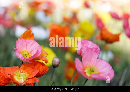 Islanda Poppies in fiore Foto Stock