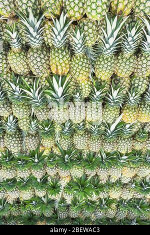 Organico raccolto ananassi, Costa Rica, America Centrale Foto Stock