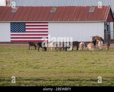 La bandiera americana dipinta su un fienile bianco con mucche in primo piano Foto Stock