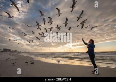 Uomo turistico che alimenta e fotografa gli uccelli del gabbiano a Clearwater Beach, Florida, Stati Uniti durante il tramonto. Foto artistica adatta per riviste di viaggio, Foto Stock