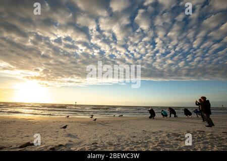 I fotografi fotografi fotografano gli uccelli del gabbiano a Clearwater Beach, Florida, USA durante il tramonto. Foto artistica adatta per riviste di viaggio, fotografia b Foto Stock