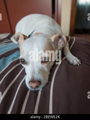 Piccolo cane bianco, Jack Russell, che si posa su un letto in una stanza all'interno della casa, animali domestici in casa concetto. Foto Stock