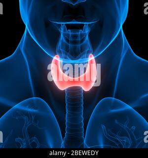 Ghiandole umane lobi di anatomia della ghiandola tiroidea Foto Stock