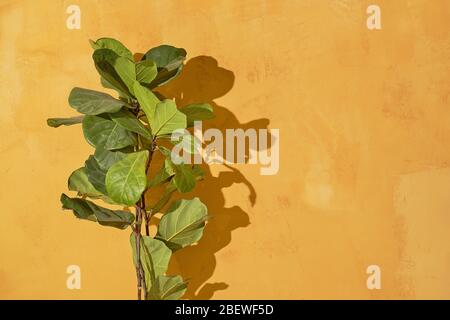 Pianta al chiuso su uno sfondo giallo. Belle foglie grandi di una pianta di casa su uno sfondo di un muro giallo. Foto Stock
