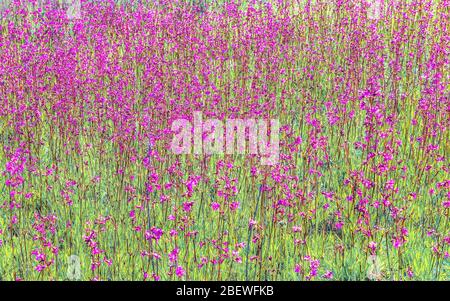 Campo fiorito. Un sacco di fioritura garofani selvatici. Foto Stock