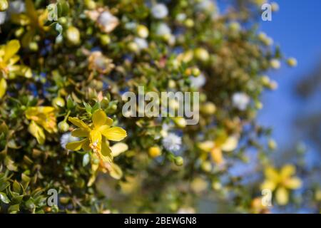 Creosoto Bush, Larrea Tridentata, contendente di zelo per paragon di piante autoctone del deserto del Mojave meridionale, fiorisce nelle frange delle palme di Twentynine. Foto Stock