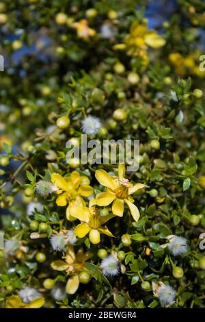 Creosoto Bush, Larrea Tridentata, contendente di zelo per paragon di piante autoctone del deserto del Mojave meridionale, fiorisce nelle frange delle palme di Twentynine. Foto Stock