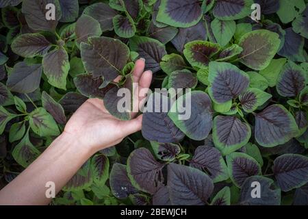 Donna mano che tiene spinaci o verdure amaranto rosso in giardini, il nome scientifico: Amaranthus tricolore Foto Stock