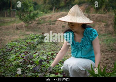 Donne nel suo orto, bella giovane giardiniere Asia donna con un cesto con verdure raccolte di spinaci freschi in giardini, rosso amaranto ve Foto Stock