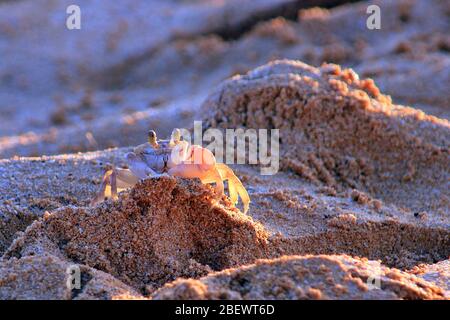 Un granchio fantasma pallido (Ocypode pallidula) nella sabbia di Makena Beach, Maui, nelle Isole Hawaiane Foto Stock