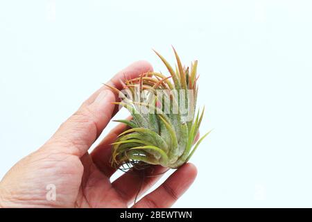 Tillandsia ionantha Messico isolato su sfondo bianco Foto Stock