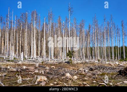 Foresta morente in Germania. Attraverso il cambiamento climatico, la siccità e gli scarafaggi. Dinamica attraverso la sfocatura del movimento. Foto Stock