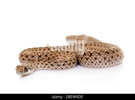 Montpellier serpente di fronte a sfondo bianco Foto Stock