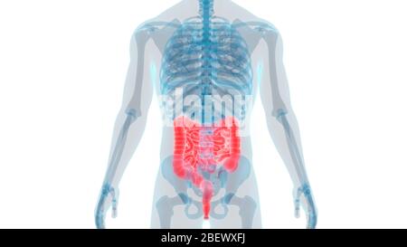 Apparato digerente interno umano organi intestino crasso e intestino crasso Anatomia Foto Stock