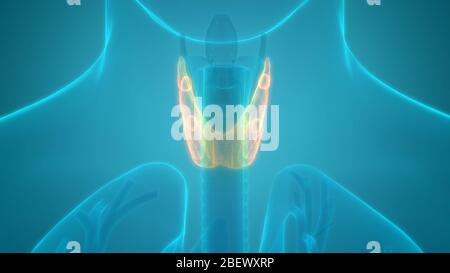 Ghiandole umane della ghiandola tiroidea anatomia Foto Stock