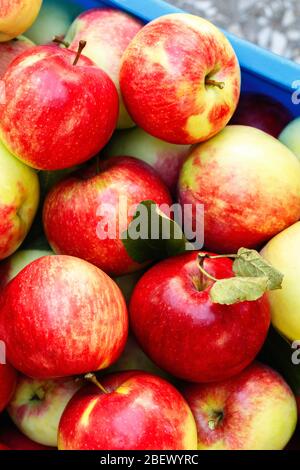 Mele rosse mature su fondo scatola. Mele colorate da sopra Foto Stock