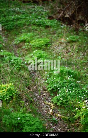 Foresta di primavera coperta di anemoni. Primi fiori bianchi primavera in crescita nella foresta selvatica. Foto Stock