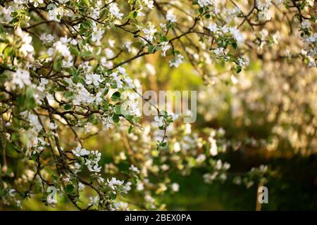 Primavera stagione sfondo. Albero di mele fioritura in giardino. Fiori di mela bianchi. Profondità di campo bassa Foto Stock