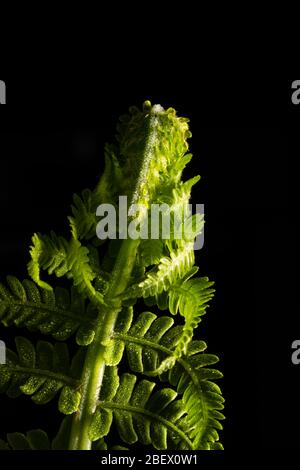 Pianta di felci verde isolata su fondo nero Foto Stock