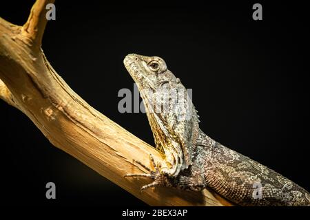 Ritratto di una lucertola a collo fritto (Chlamydosaurus kingii) poggiante su un ramo, sfondo blcka Foto Stock