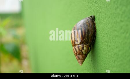 Primo piano vista della lumaca marrone con giallo che sale su un muro verde cemento nel giardino con sfondo verde non focalizzato Foto Stock