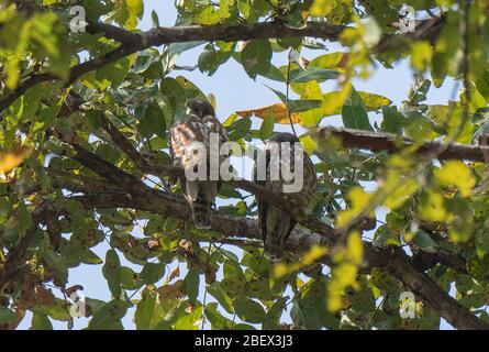 Un paio di gufi di falco marrone poggiato su un brach di un albero al Kanha National Park, Madhya Pradesh, India Foto Stock