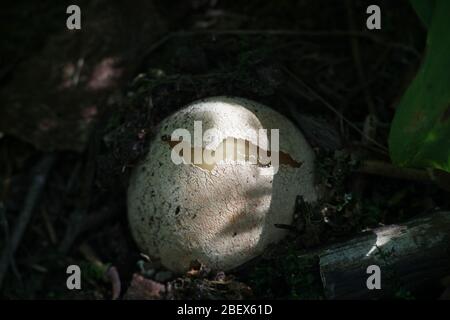 Phallus impudicus, noto come lo stinkhorn comune, la fase iniziale dell'uovo a volte chiamato l'uovo della strega Foto Stock