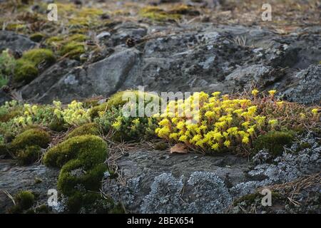 Sedum acre, conosciuto come il goldmuss stonecrop, il muschio stonecrop, goldmuss sedum, mormando stonecrop e wallpepper Foto Stock