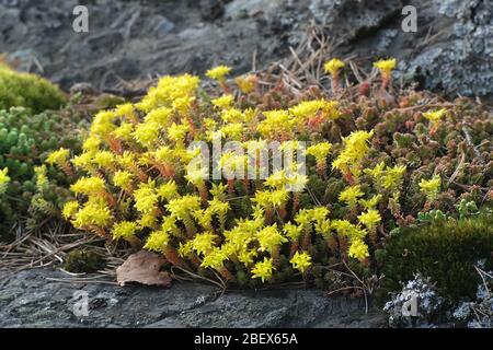 Sedum acre, conosciuto come il goldmuss stonecrop, il muschio stonecrop, goldmuss sedum, mormando stonecrop e wallpepper Foto Stock