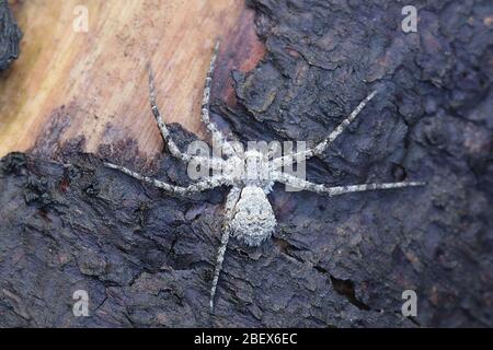 Philodromus margaritatus, conosciuto come lichen running-spider, un ragno di granchio filodromide dalla Finlandia Foto Stock