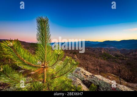 Primo piano immagine di un giovane pino con uno sfondo bellissimo tramonto nella storica Belogradchik, Bulgaria nord occidentale Foto Stock